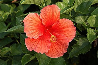 《宇宙机器人》谈潜在PC版：我们想听听玩家的意见